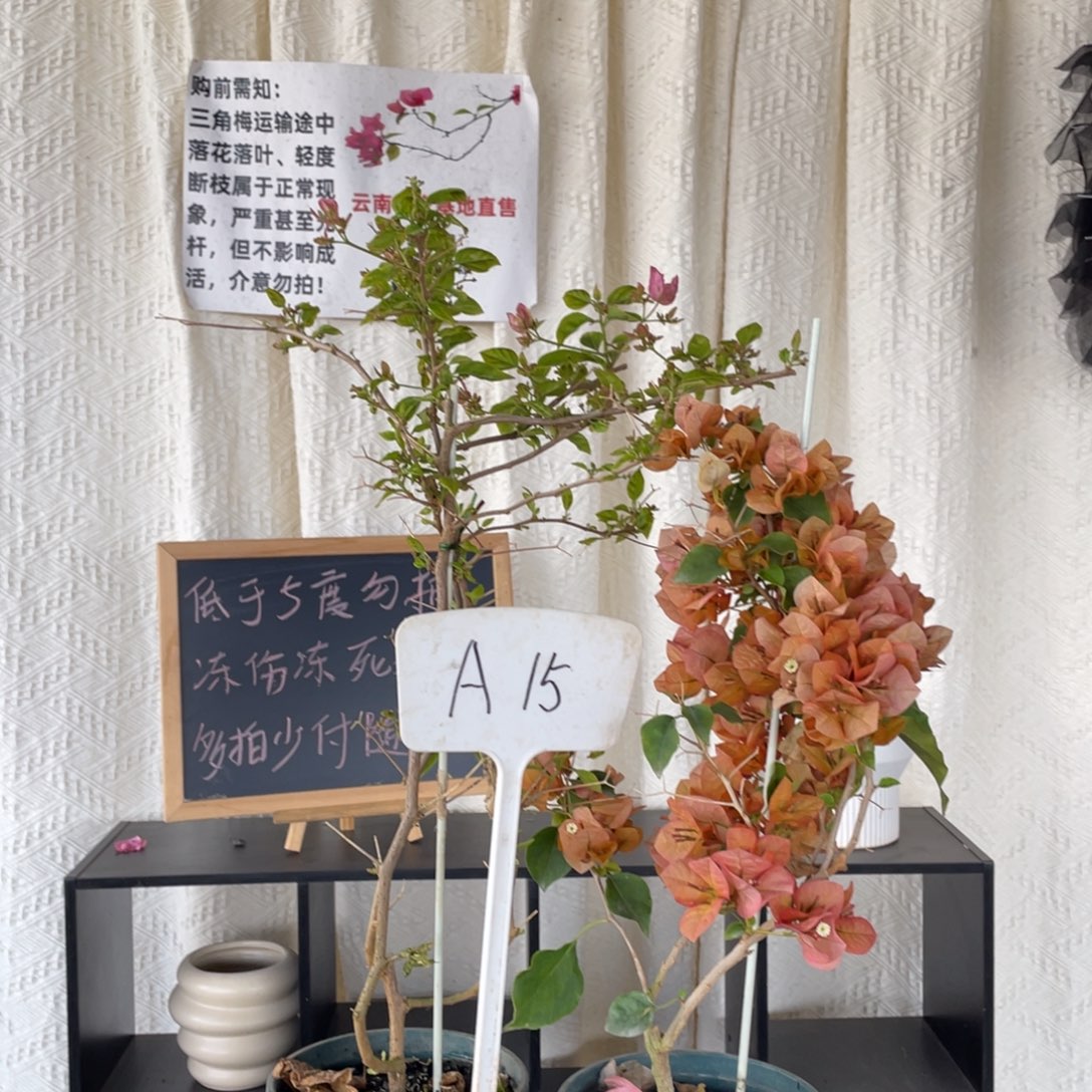 全部花朵广红樱+日落A15