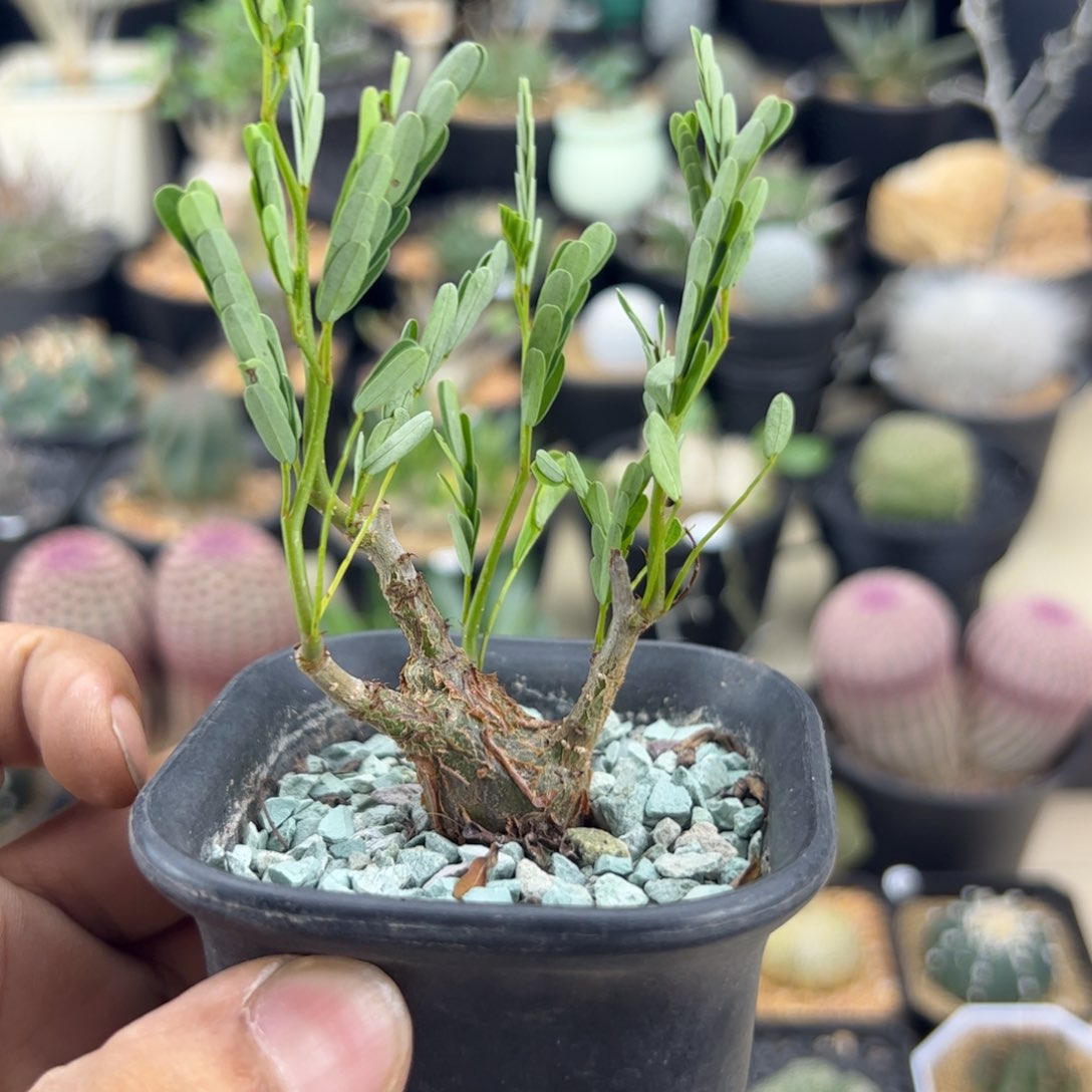 沙漠苏木一物一拍默认脱土发