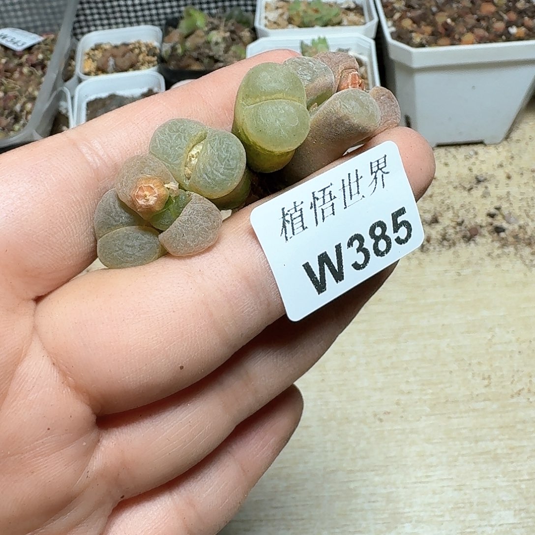 385盒多肉植物哇f g
