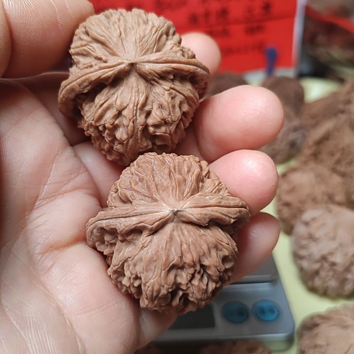 文玩核桃把件开播福利，37d全品无修无药白狮子