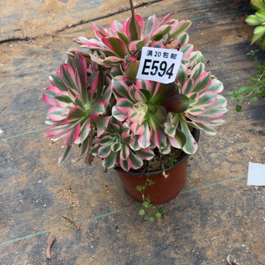 594布加迪不包断枝