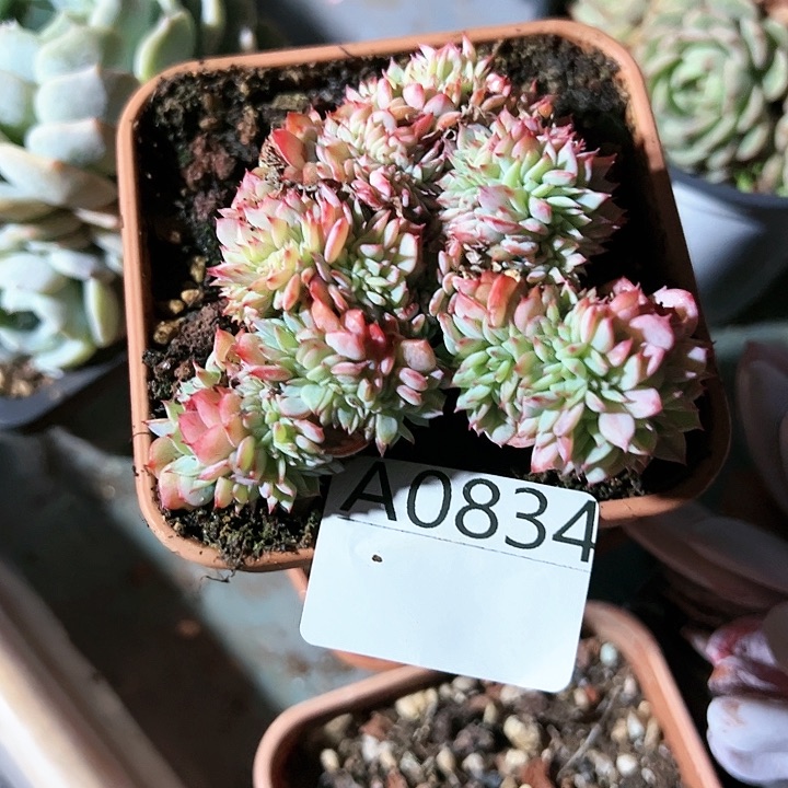 幸运的是我的朋友