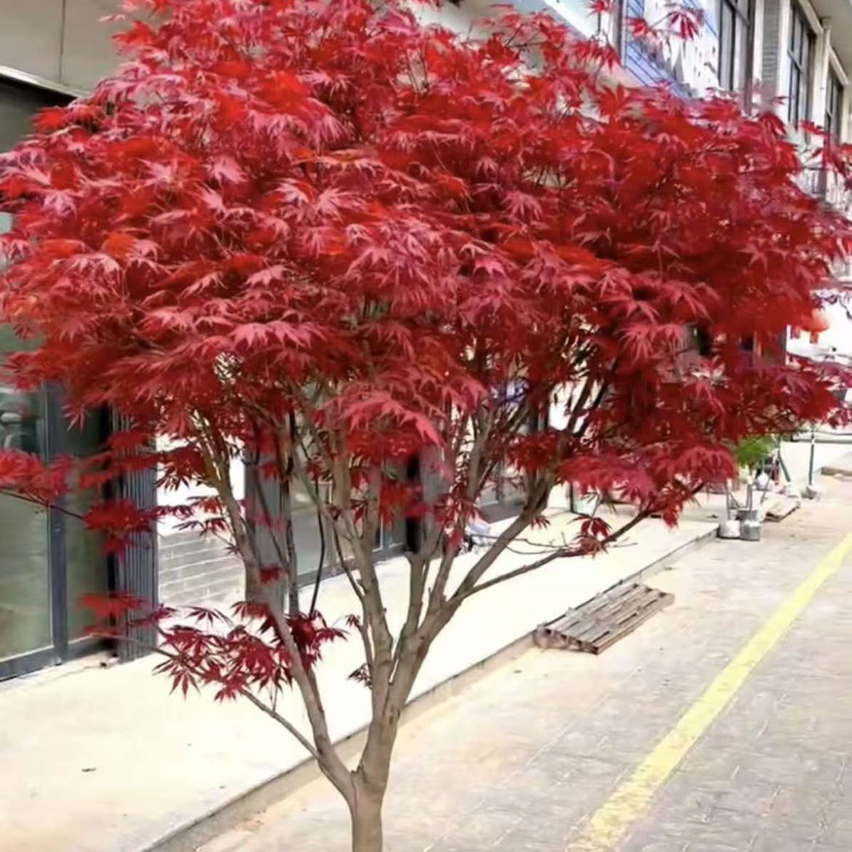 红枫 黄金枫 羽毛枫 