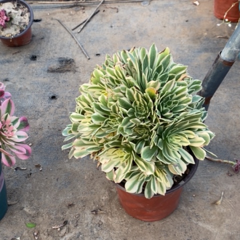 艳宁11多肉植物法师