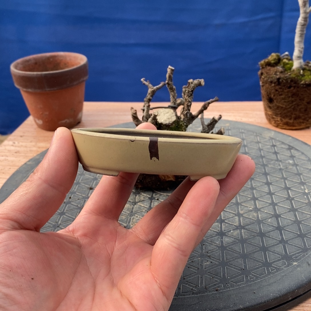 红陶红红火火过大年