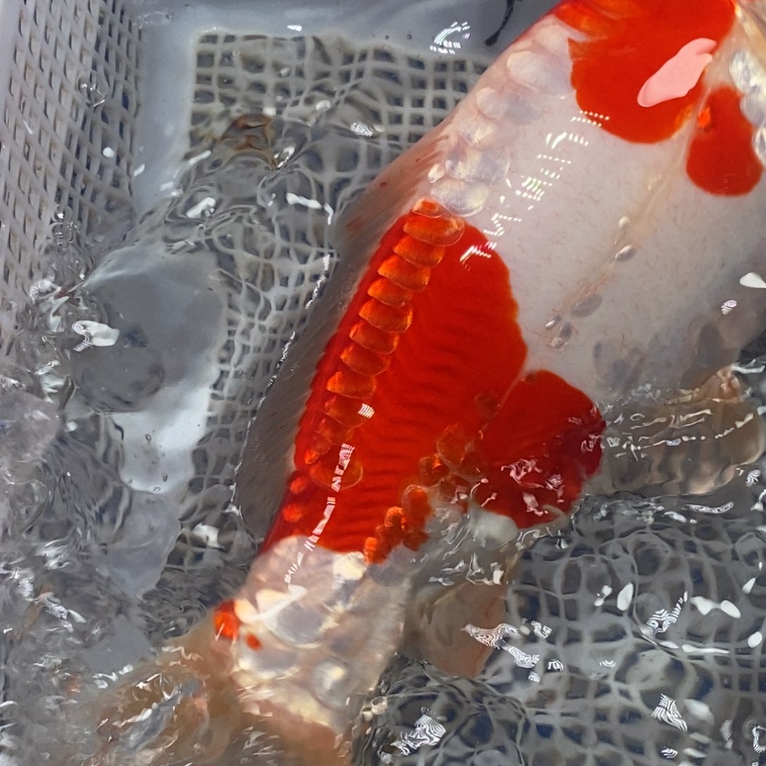 锦鲤冷水锦鲤包邮