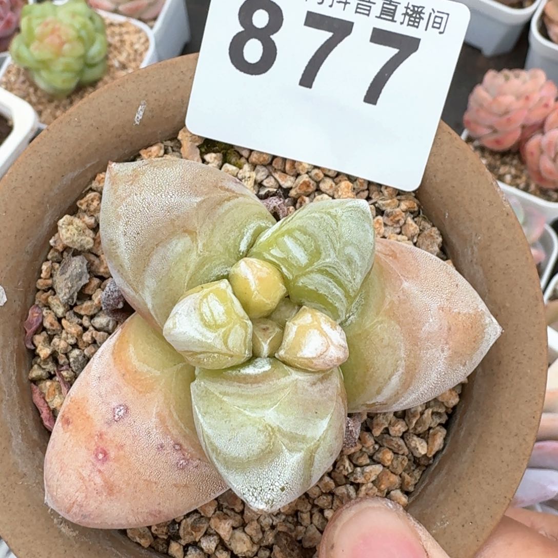 拇指仙女杯         多肉植物