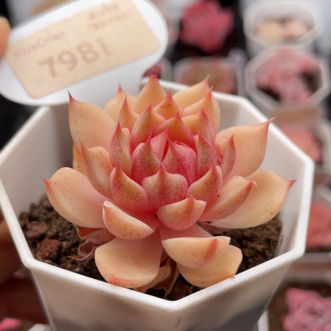 苯巴蒂斯7981-5.0厘米