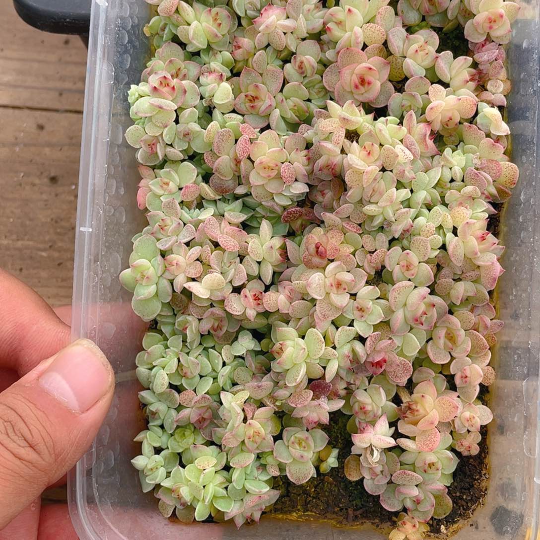 多肉植物多肉植物771