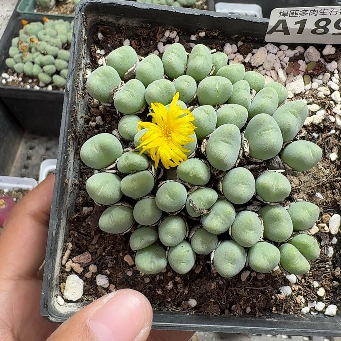 189多肉植物多肉植物