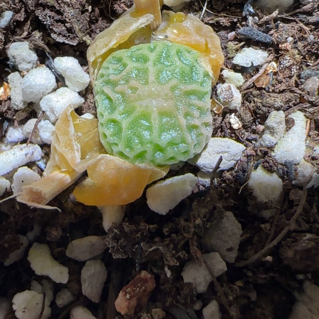 肉锥多肉植物百科3-超烧4