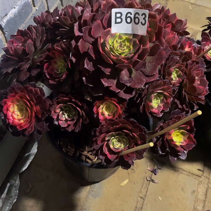 燕*多肉法师663号烟花发货不包损