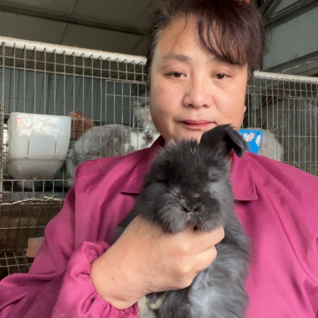 英系安哥拉宠物兔子