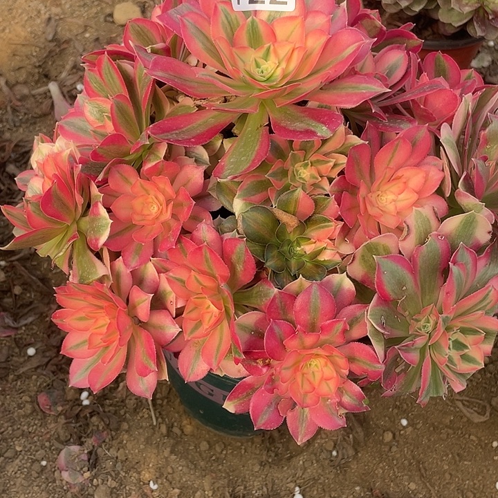 722粉女巫多肉植物