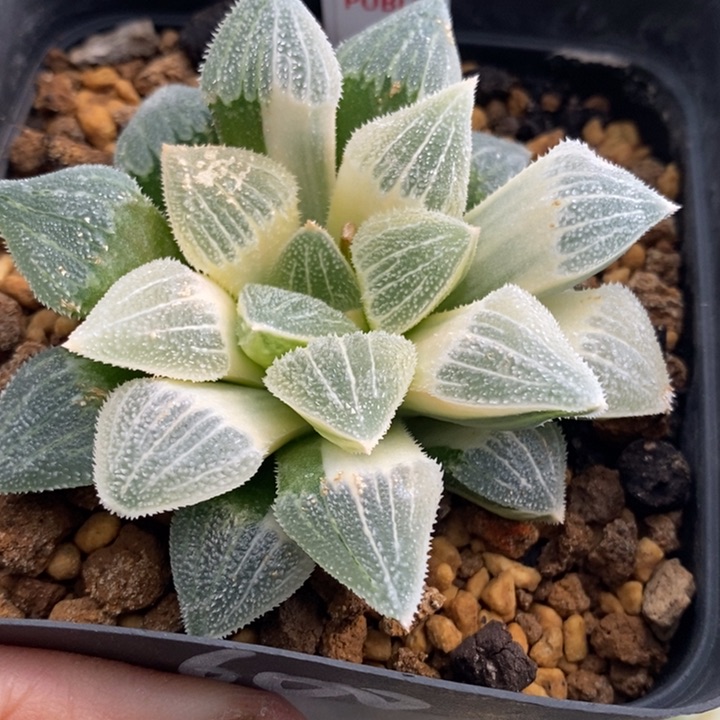 440号实生糊斑磨面锦带盆