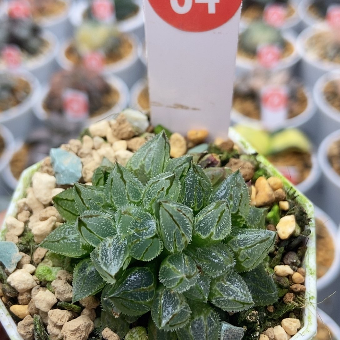 冰葵34111111111111