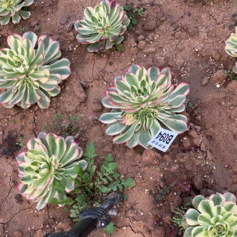 094玉芙蓉不包断枝