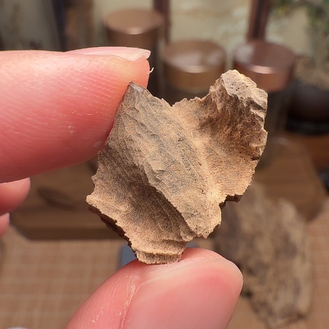 沉香香港鸡母虫漏