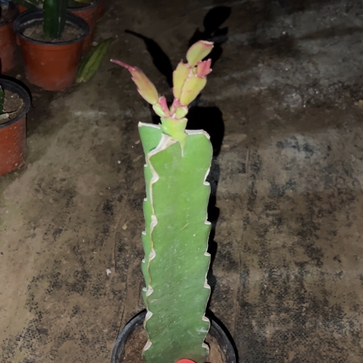 哈***里当前无花栽培后可以开花太阳1973