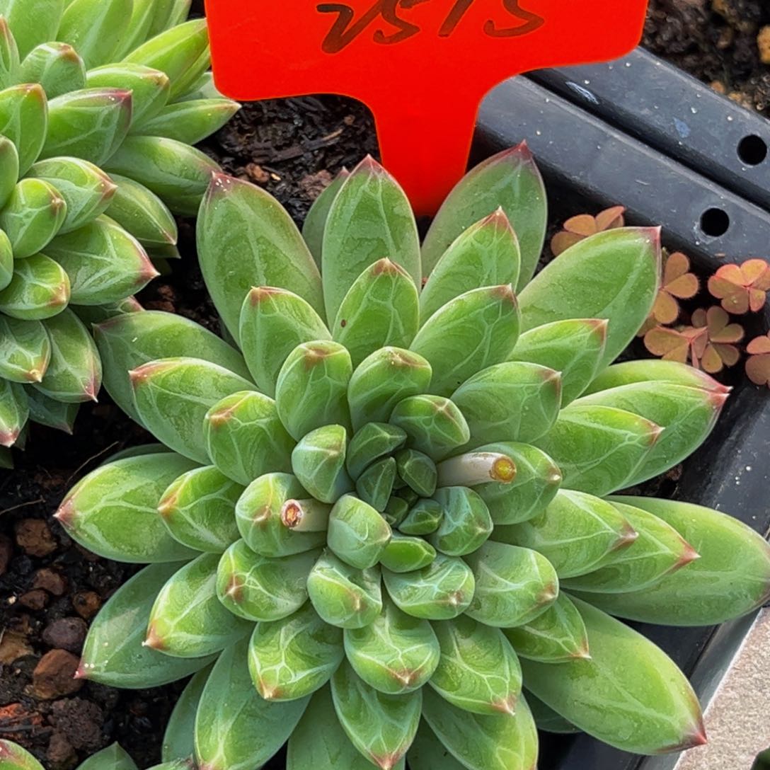 2515号上午多肉植物群生多肉