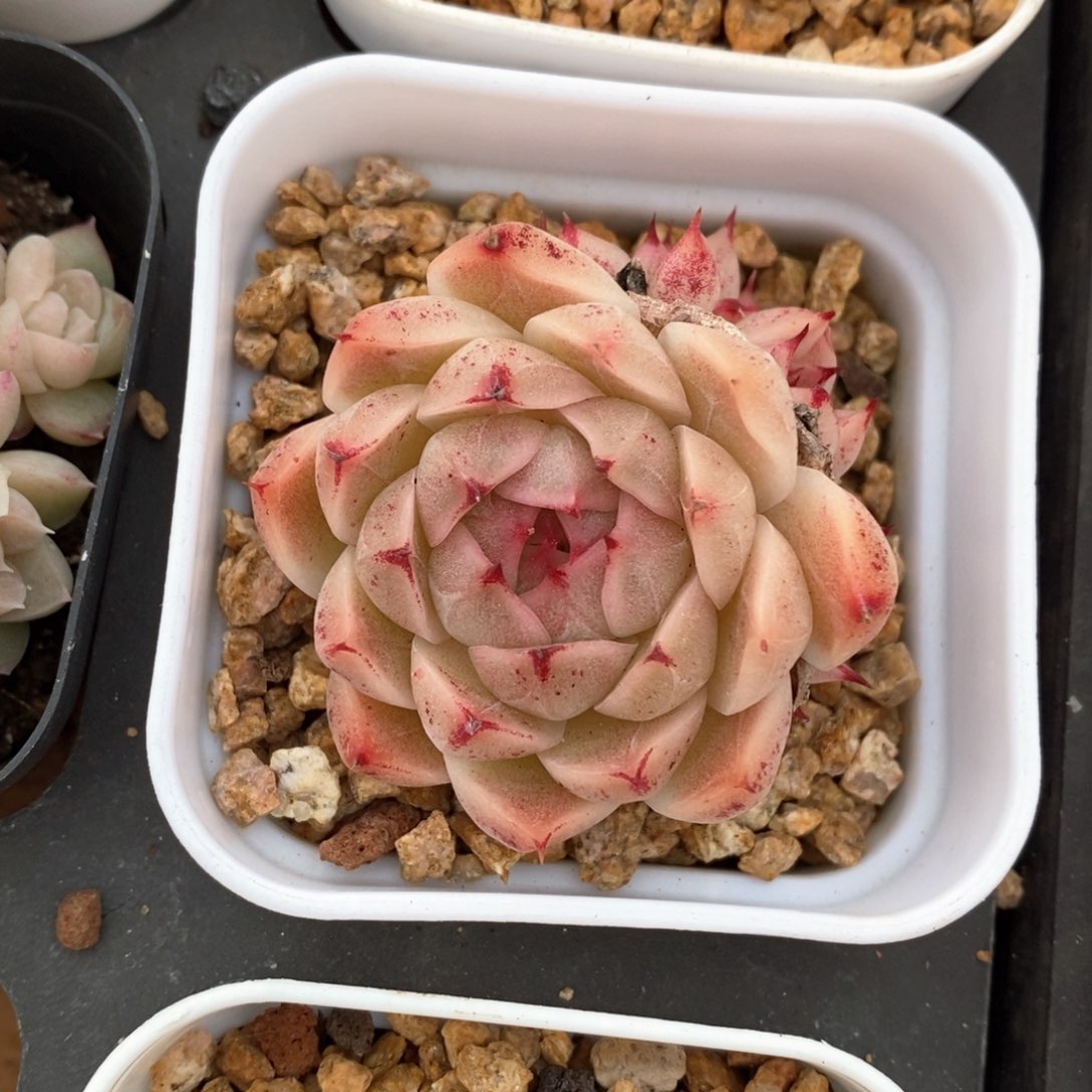 精品多肉一物柏不包整293