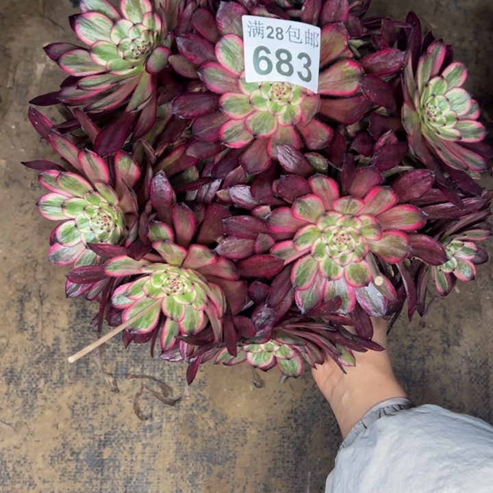 683紫霞多肉植物