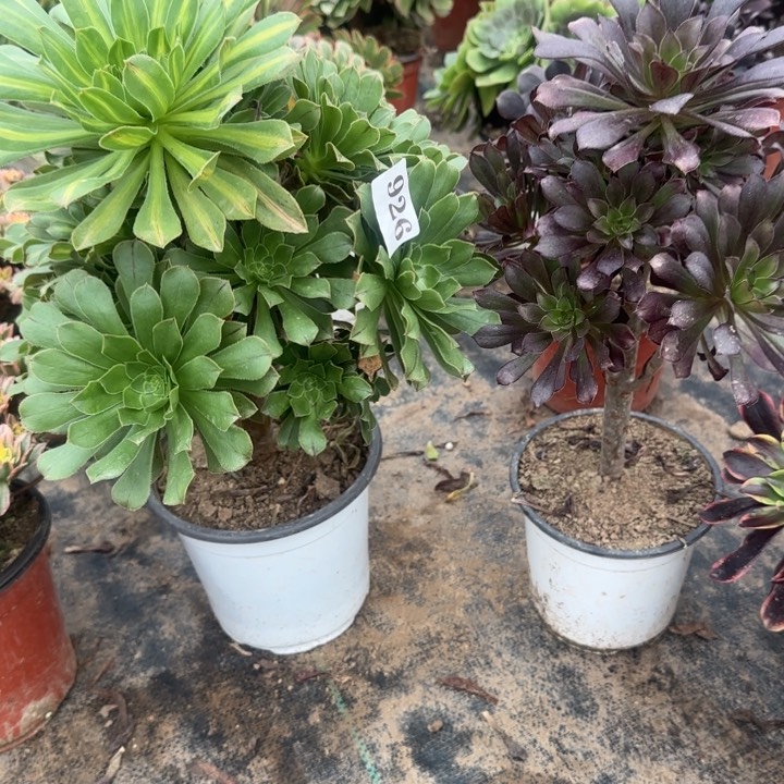 926碧螺春➕黑法师包邮。         