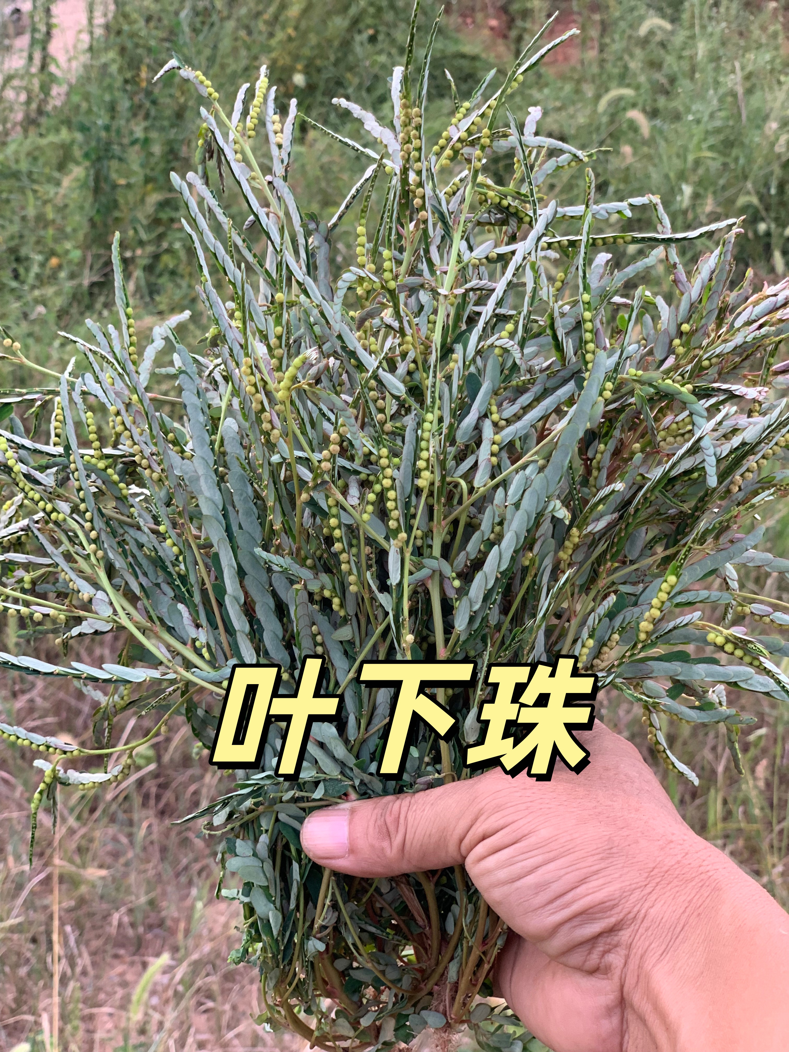 叶下珠干货护眼中药材益目明眼茶珍珠草珠仔草龙珠草无硫疳积野生