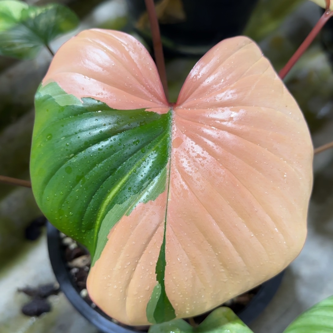 R103-1219薄荷橘锦千年健 免费寄养