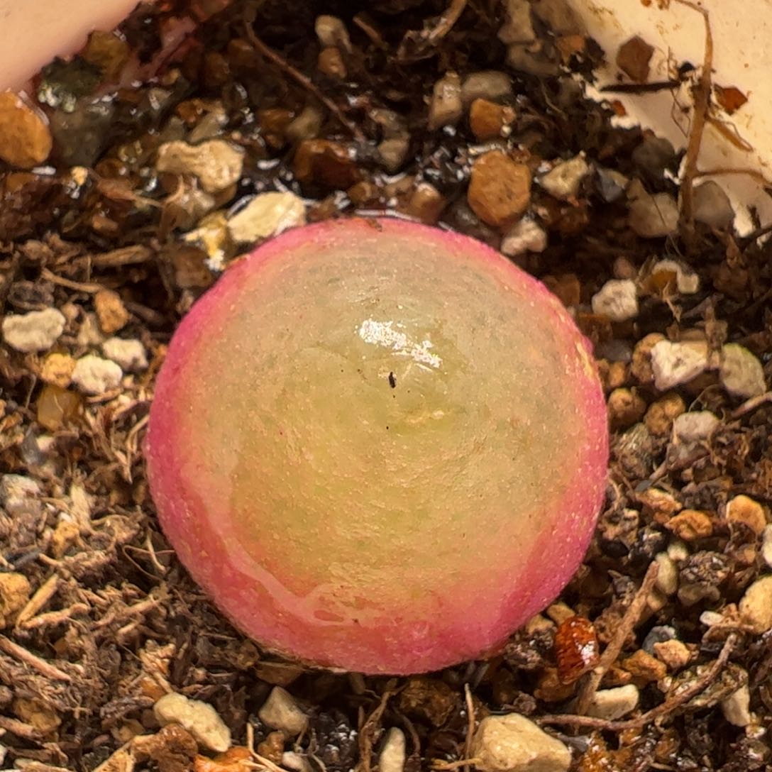 特价多肉植物百科746