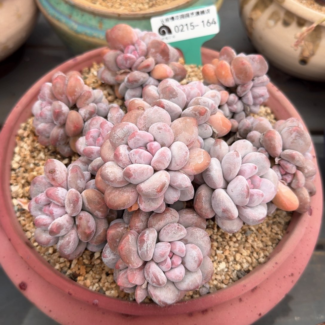 从前慢多肉精选编号0215.164