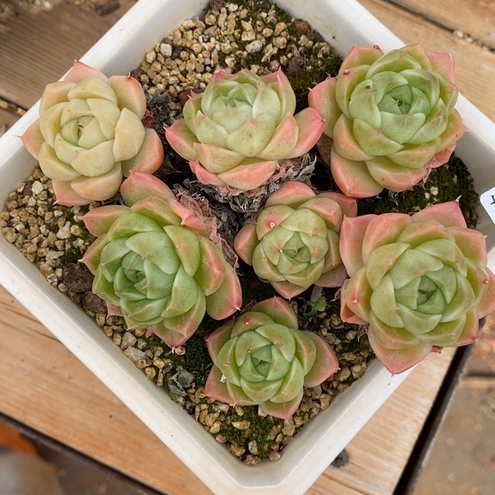 A***光2471杂交老桩基地～11厘米