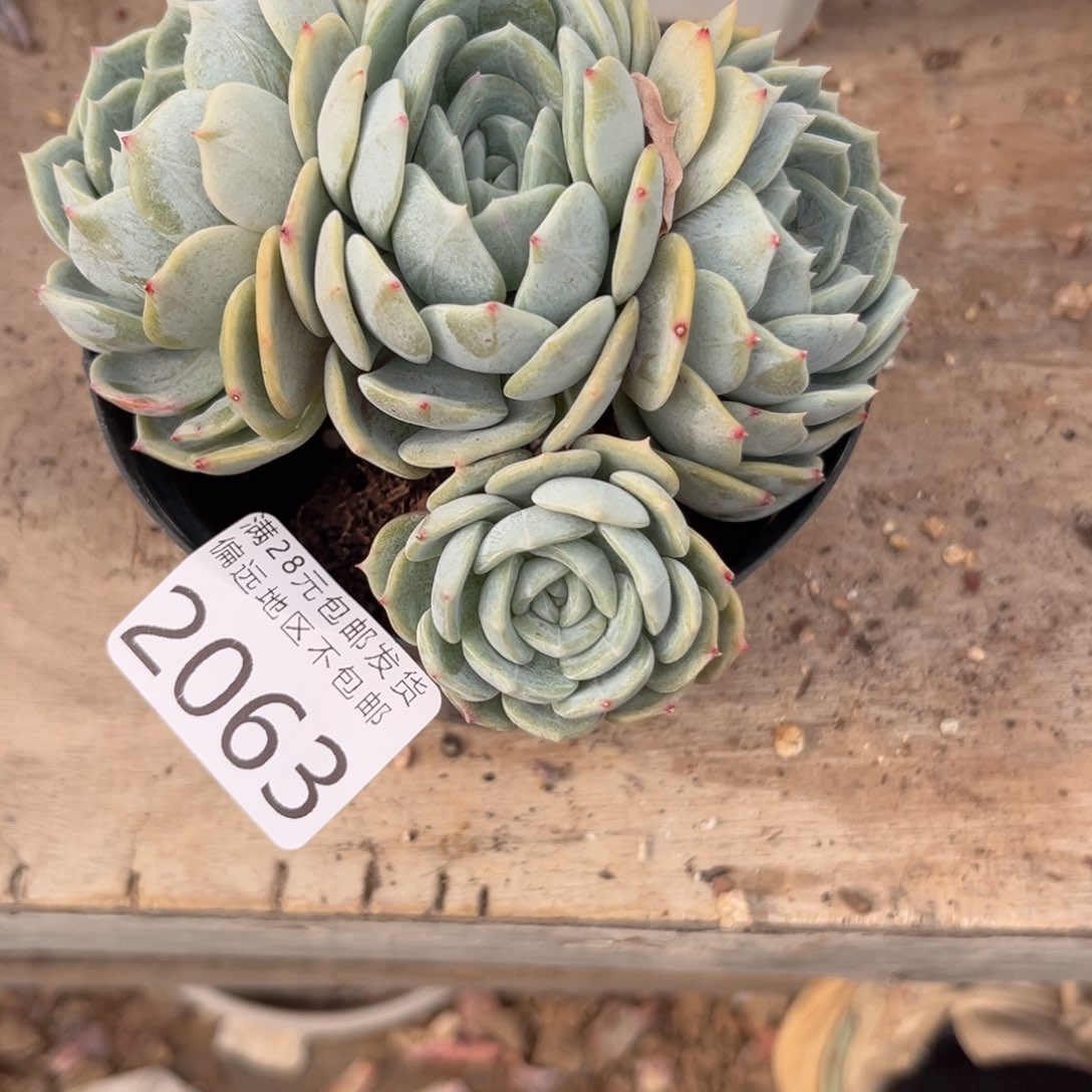 大2063:、xg xv v b b