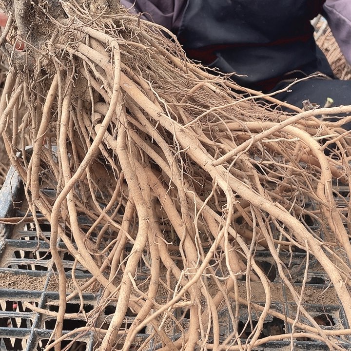 完全开放牡丹花一物一拍