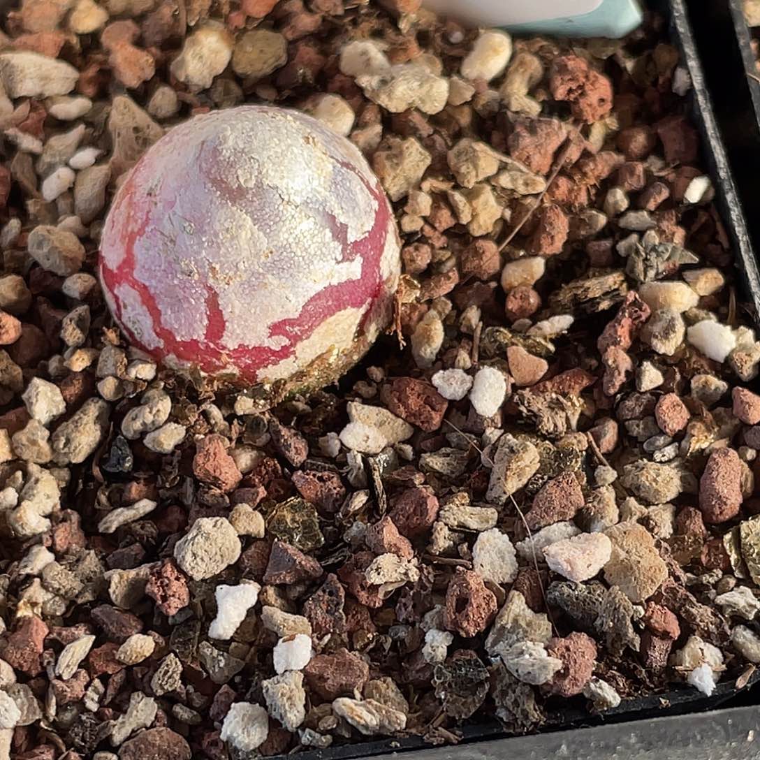 13-111灯泡多肉植物