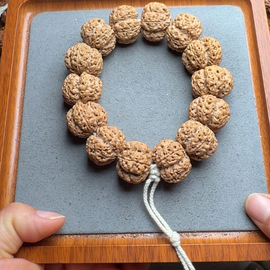 菩提菩提13号尼泊尔大金刚26深沟梅花