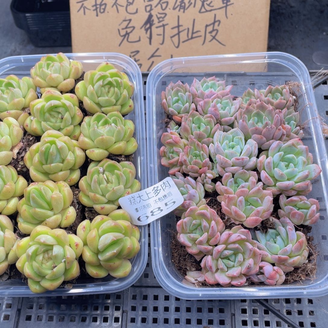 糕大上多肉植物685