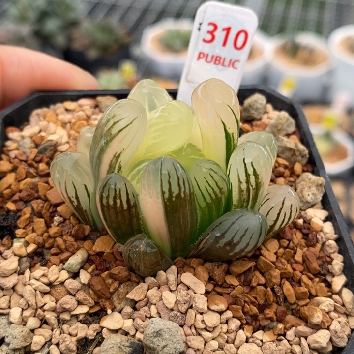 310号灵犀玉露锦带盆发货