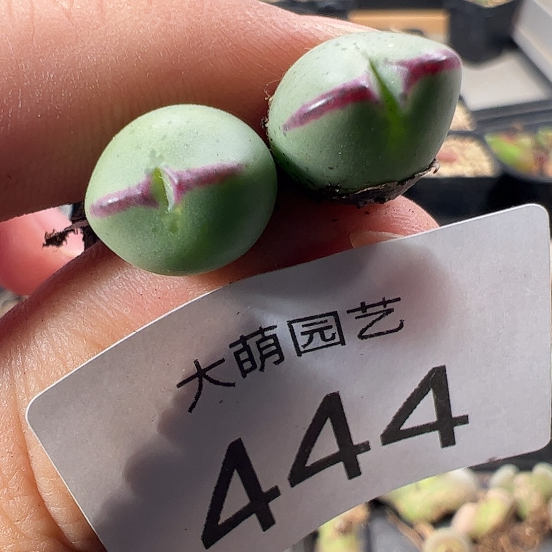 一物一拍。        正版1414.71皮卡丘444