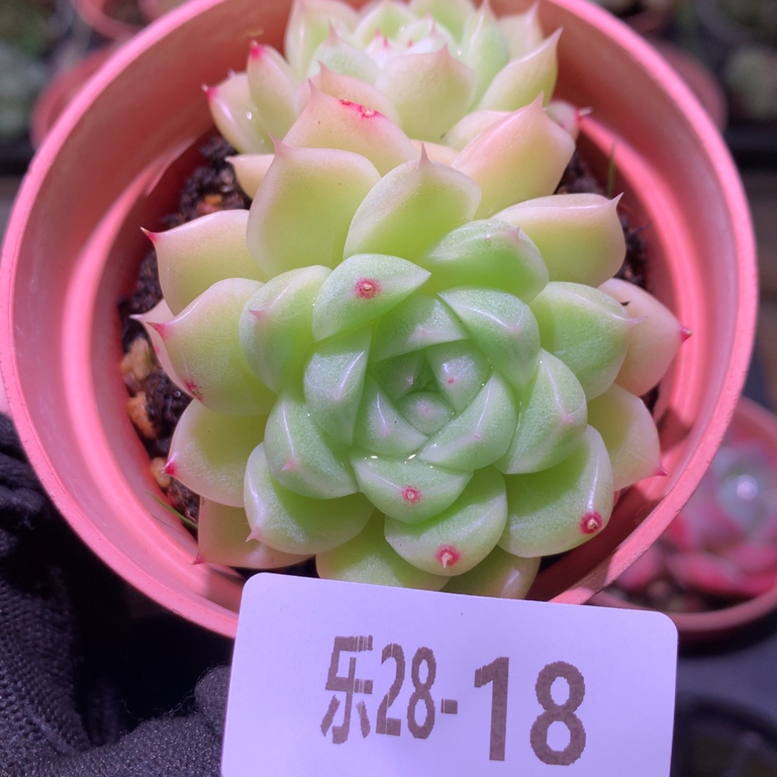 乐然28-18 麦秆群 