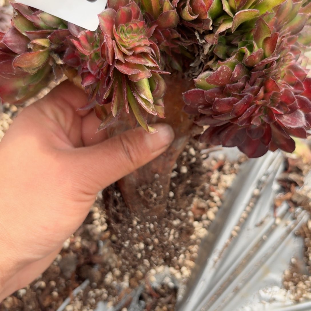 嗯8739 号多肉法师特价