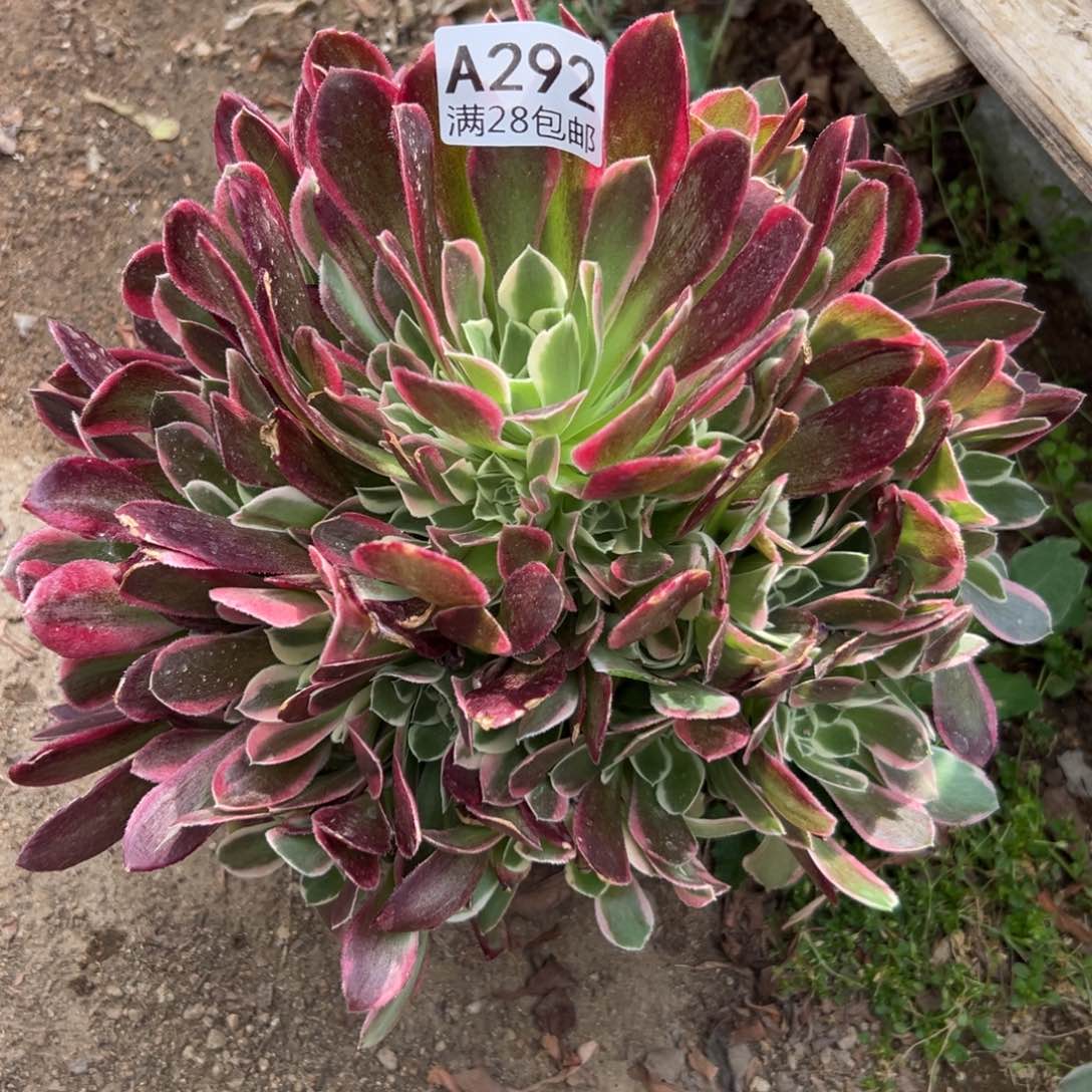 292多肉     雨花石        