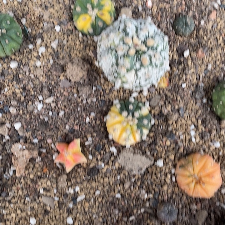 仙人球兜锦702号一个