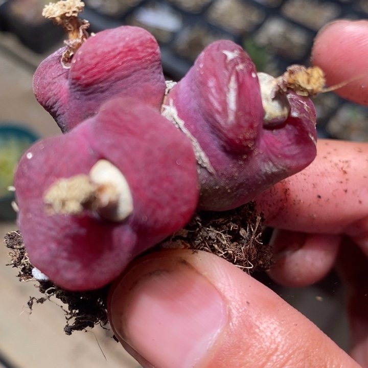 2489一颗一颗一颗