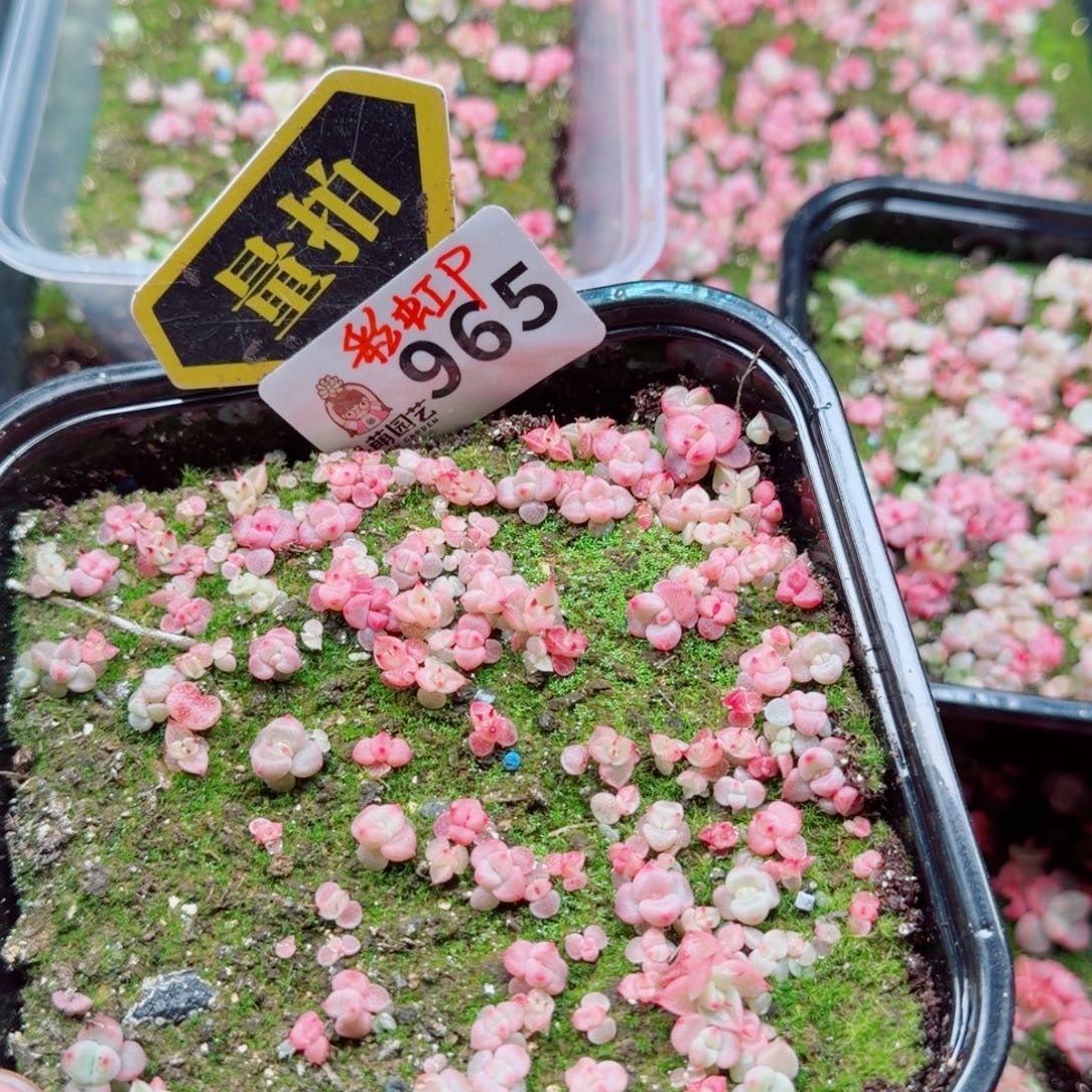 多肉植物多肉植物