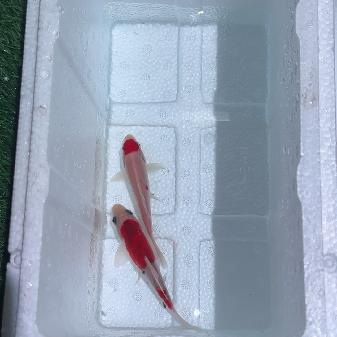 @***～海水鱼锦鲤鱼观赏鱼 一物一拍