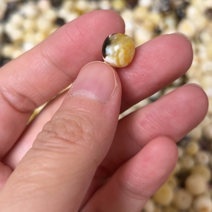蜜蜡未镶嵌裸石9.5mm一个