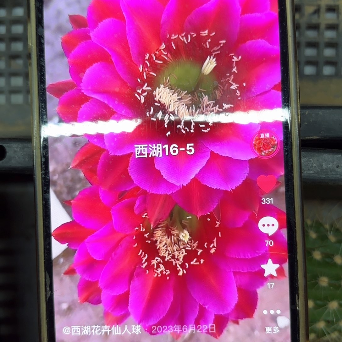 16-5 侧牙20包邮仙人球9