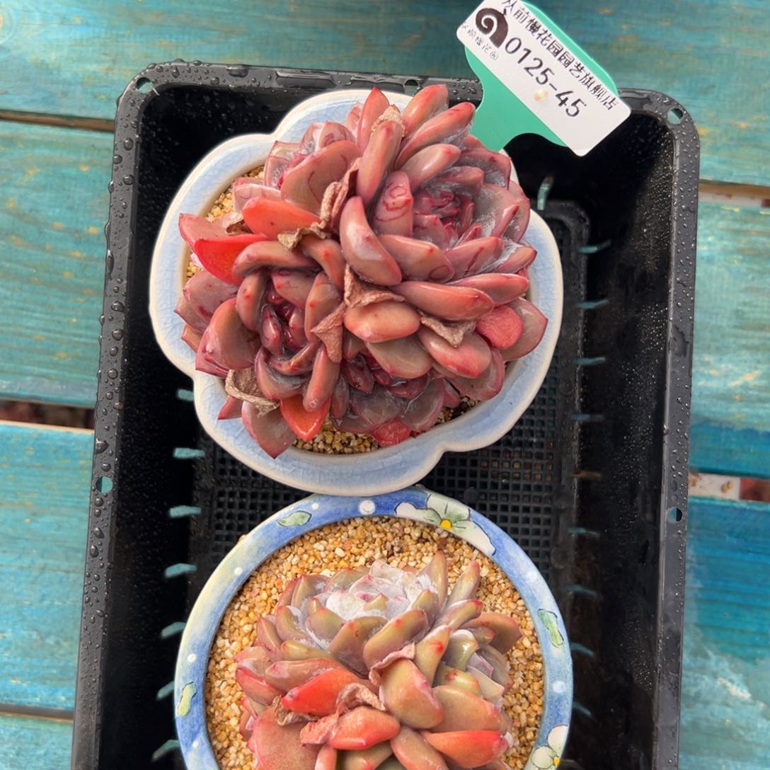 多肉一物一拍0125-45