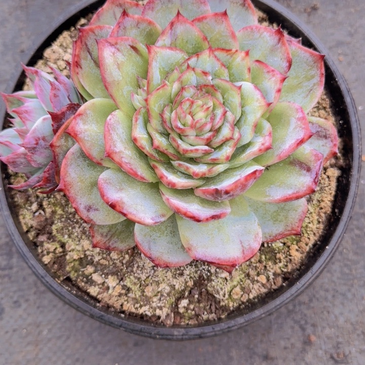 B****n100多肉植物一物一拍